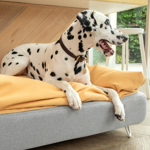 Dalmatische hond zittend op Omlet Topology hondenbed met zitzak topper en witte haarspeld voeten