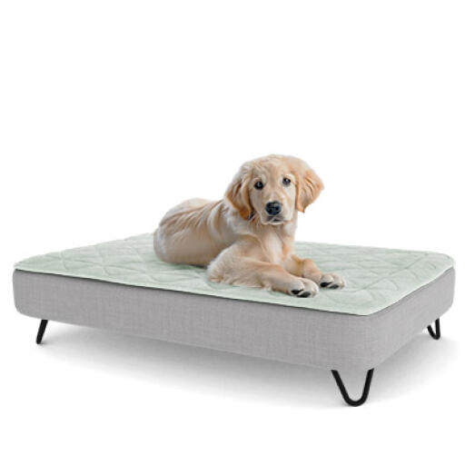 Een puppy rustend op het grote Topology puppybed met zwarte metalen haarspeldvoeten