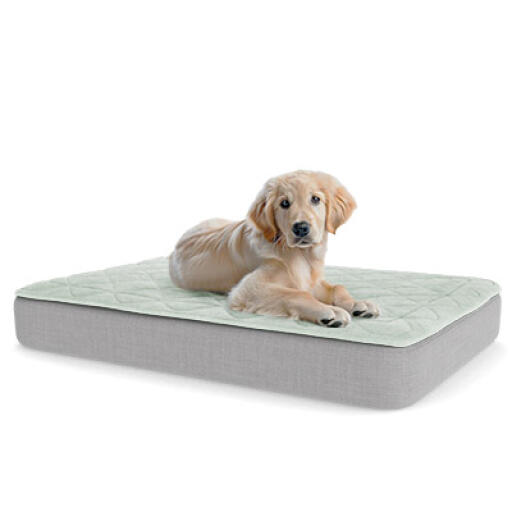 Een puppy rustend op het grote Topology puppybed