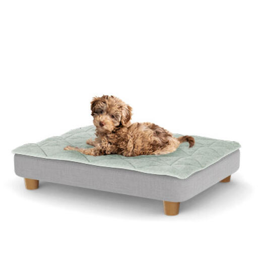 Een puppy rustend op het kleine Topology puppybed met ronde houten pootjes