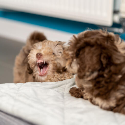 Twee puppy's spelen op het Topology puppybed met gewatteerde topper