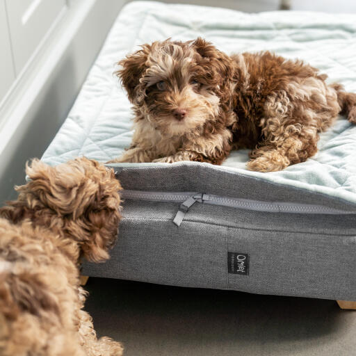 Twee puppy's spelen op het Topology puppybed met gewatteerde topper