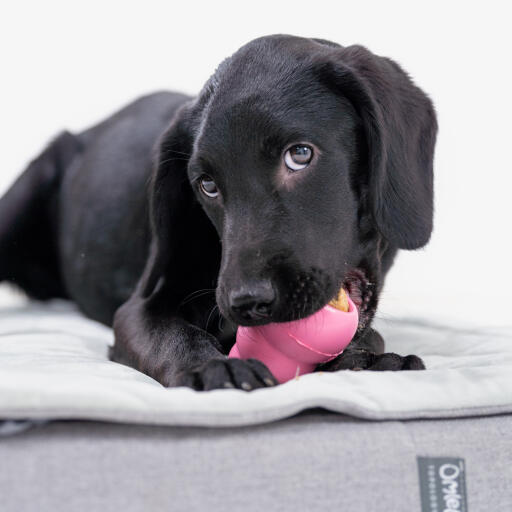 Een puppy die met een speeltje speelt op het Topology puppybed met gewatteerde topper