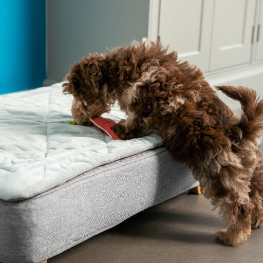 Een puppy snuffelt aan het Topology puppybed met gewatteerde topper