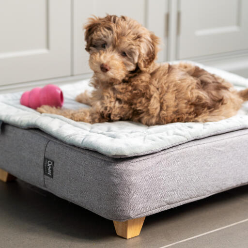 Een puppy liggend op het Topology puppybed met gewatteerde topper met een roze speeltje