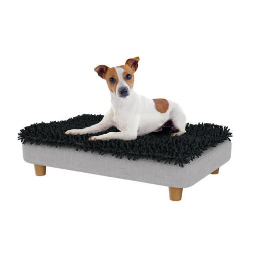 Jack russell in het kleine Topology hondenbed