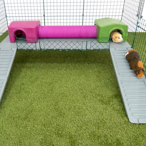 Cavia's in ren met hellingbaan, tunnel en cavia schuilplaatsen