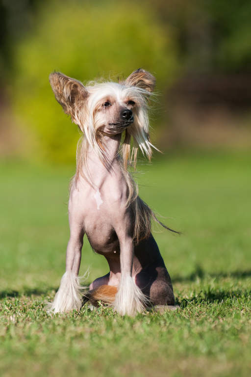 Chinese Gekuifde Naakthond Honden
