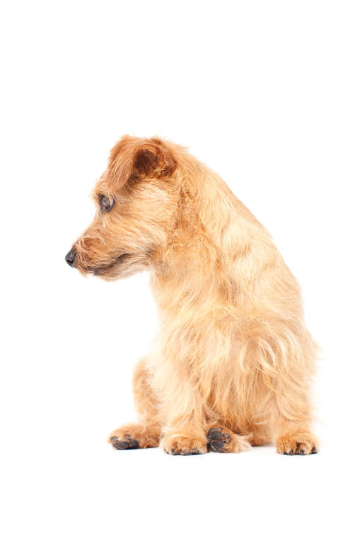 Norfolkterrier Honden