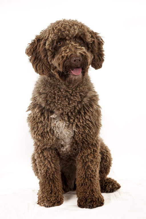 spaanse waterhond | honden | rasinformatie | omlet