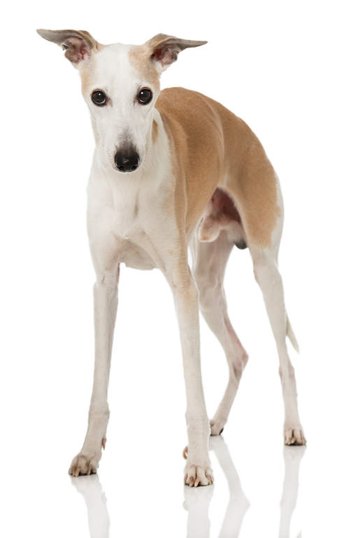 Dog With Ears Perked Dog With Ears Perked