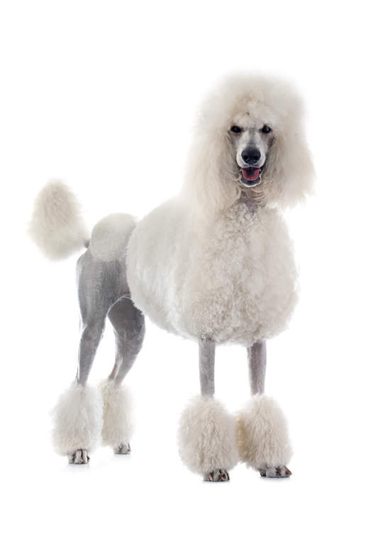 Poedel Honden Rasinformatie Omlet