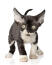 Een klein devon rex kitten met grote oren