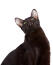 Een mooie havana bruine kat met grote oren en groene ogen
