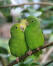 Twee blauwgevleugelde papegaaien op een tak