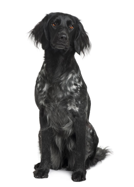 Grote Munsterlander Honden Rasinformatie Omlet Planning kleine munsterlander pups, heidewachtel pups via de officiele belgische rasvereniging, pups met stamboom van sint hubertus uit gezonde bloedlijnen. grote munsterlander honden