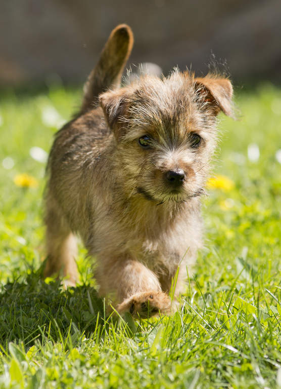 Norfolkterrier Honden Rasinformatie Omlet