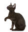 Een donker havana bruin katje dat zijn pootje opheft