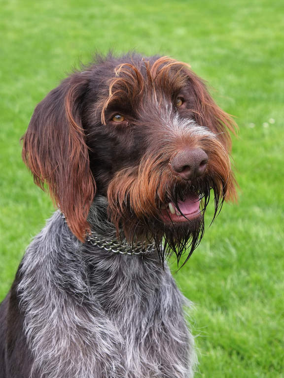 korthals griffon honden rasinformatie omlet