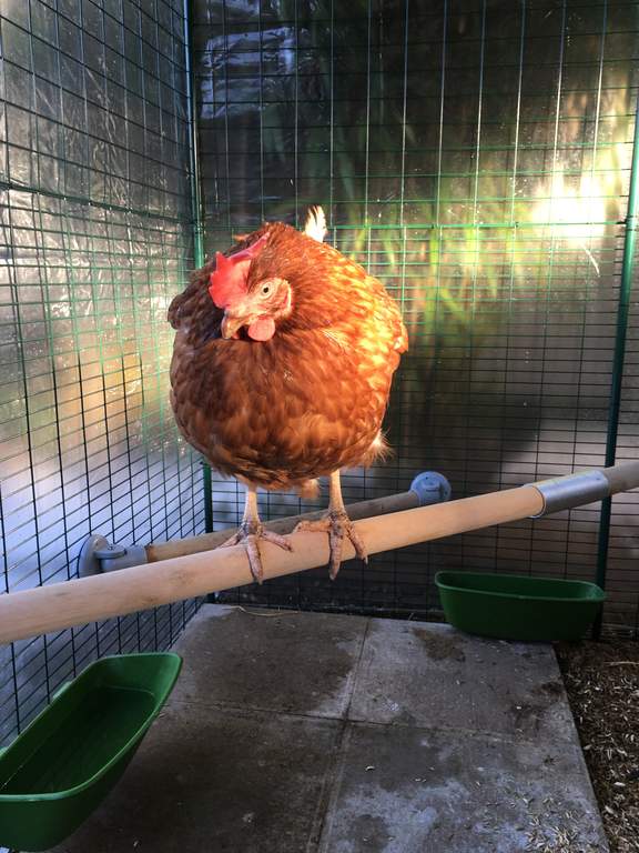 Omlet Zitstok Voor Kippen 2 Meter Kippenspeelgoed En Accessoires