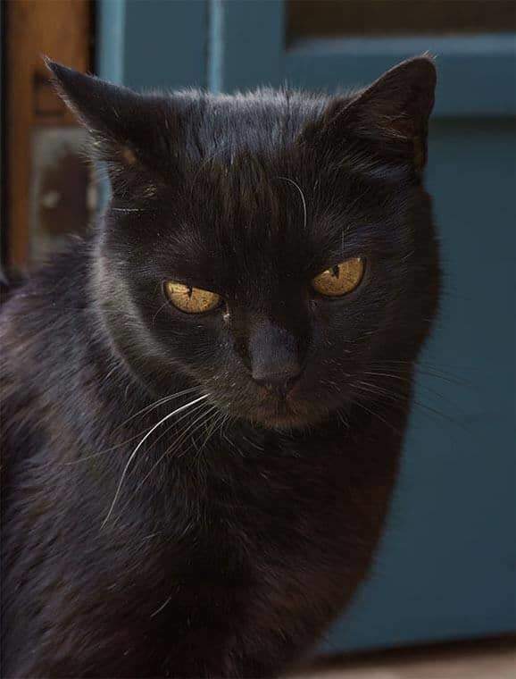 York chocolate Katten Rasinformatie Omlet