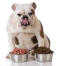 Een dikke bulldog die zijn lippen likt terwijl hij beslist welk voedsel hij eerst zal oppeuzelen