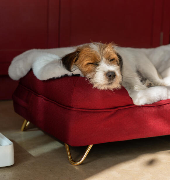 Hond liggend op een knus deken op een rood bolster bed