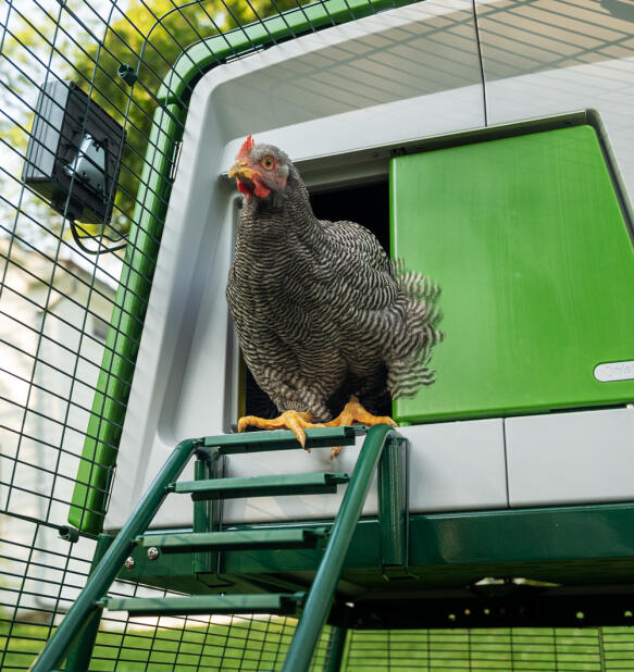 Kip komt uit een automatische deur op een Eglu Cube