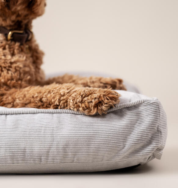 Een close up van een hond die uitrust op het hondenbed met ribfluwelen kiezelkussen