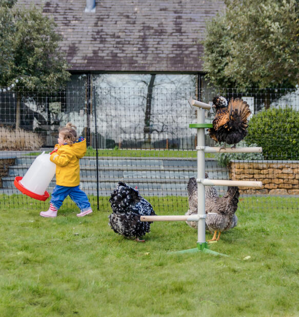 Een kind naast kippen die spelen op een vrijstaande zitstok met kippenhekken op de achtergrond.
