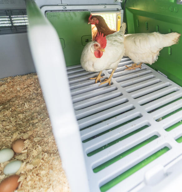 Twee kippen in het kippenhok Omlet Eglu Cube 