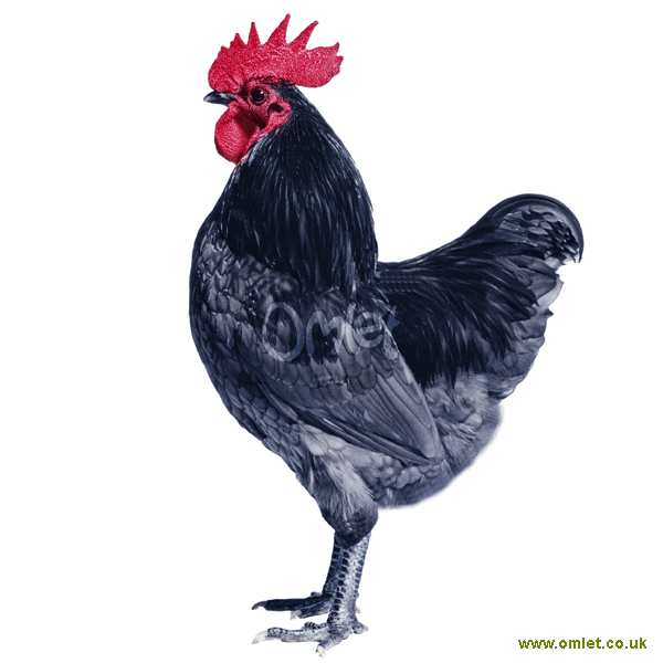 Australorps Te Koop Kippen Rasinformatie Omlet