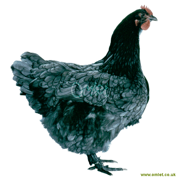 Jersey Giant Te Koop Kippen Rasinformatie Omlet