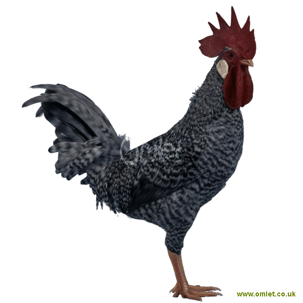 Aanpassen Vorige kust Leghorn te koop | Kippen | Rasinformatie | Omlet