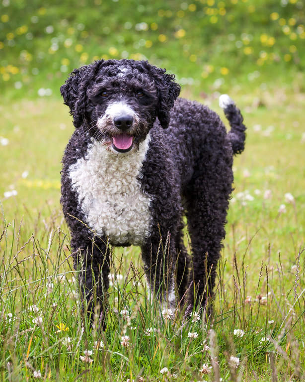 spaanse waterhond | honden | rasinformatie | omlet