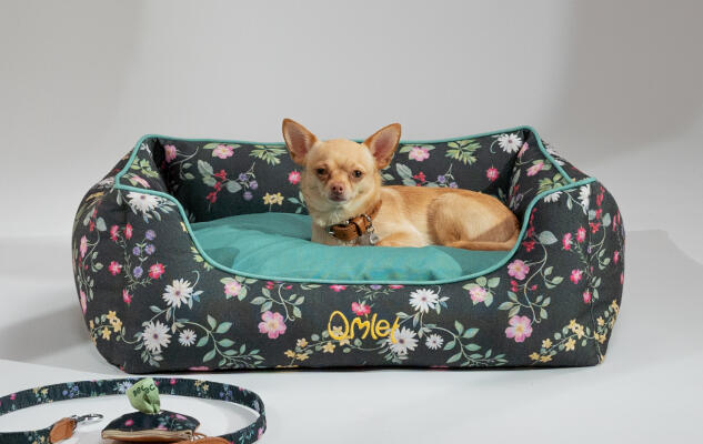 Chihuahua rust uit op een donkere mand met bloemenprint