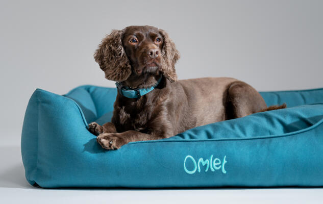 Cocker spaniel ligt in een elegant en makkelijk te reiningen hondennest van Omlet