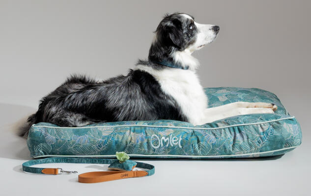 Collie kruising liggend op Omlet hondenkussen met patroon en bijpassende riem en poepzakjeshouder