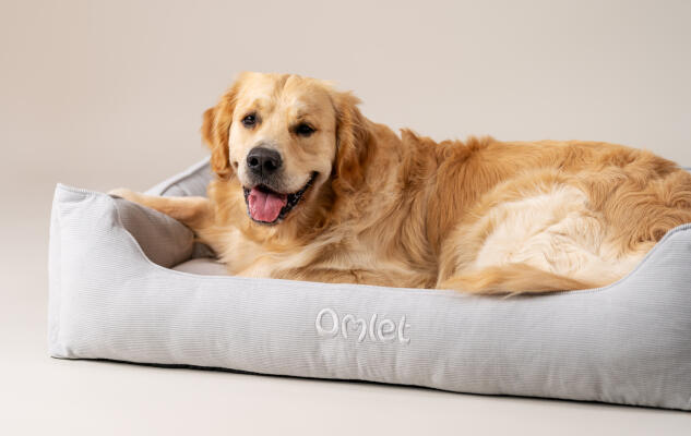 Retriever liggend op een kussenzacht en steungevend hondennest van Omlet