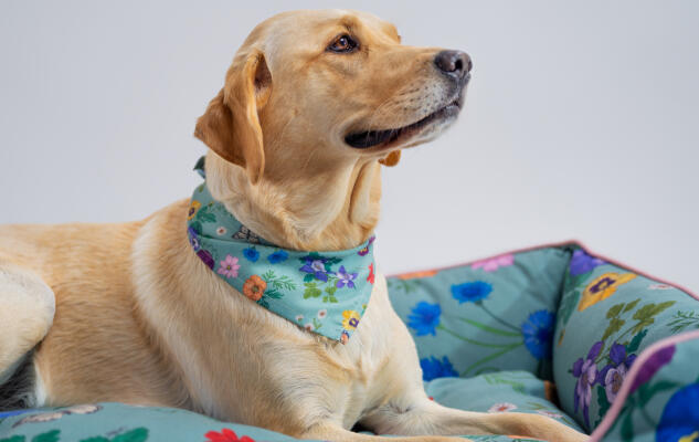 Golden retriever springt uit zijn hondennest