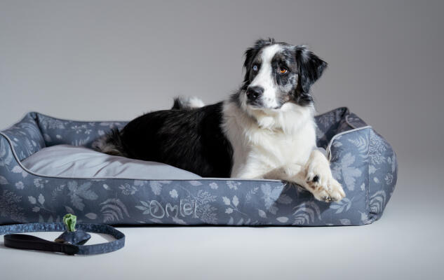 Collie rust uit op een grijs comfortabel hondennest