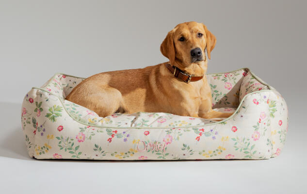 Retriever liggend op een kussenzacht en steungevend hondennest van Omlet