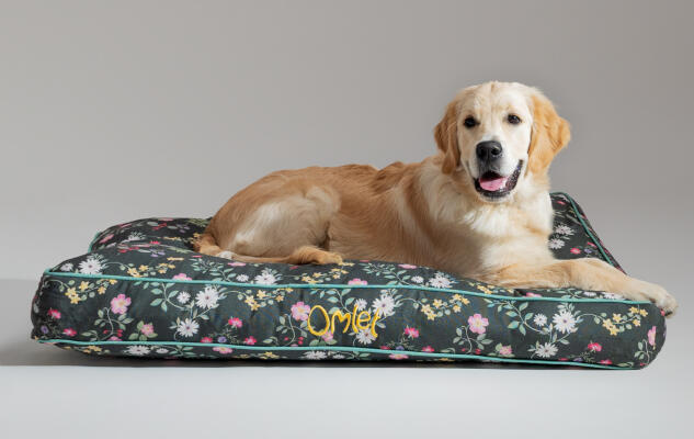 Retriever liggend op een makkelijk te reinigen en comfortabel Omlet hondenkussen
