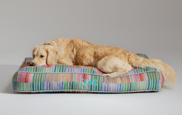 Retriever liggend op stijlvol en draagbaar Omlet hondenkussen