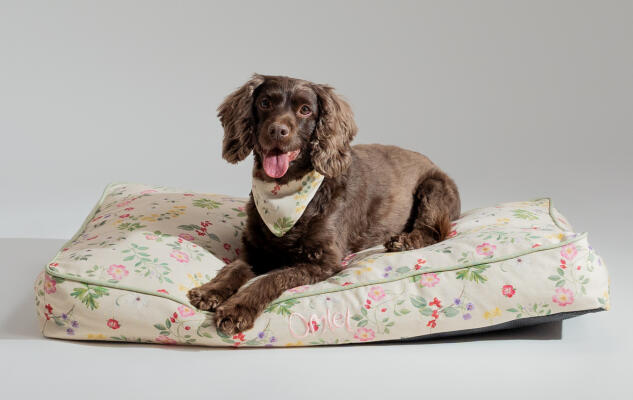 Sprocker Spaniel op hondenkussen