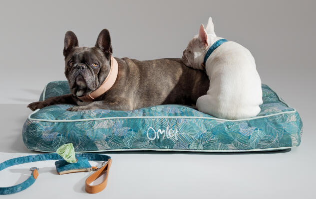 Twee Franse buldogs slapen samen op een zacht en steungevend hondenkussen van Omlet met bijpassende accessoires