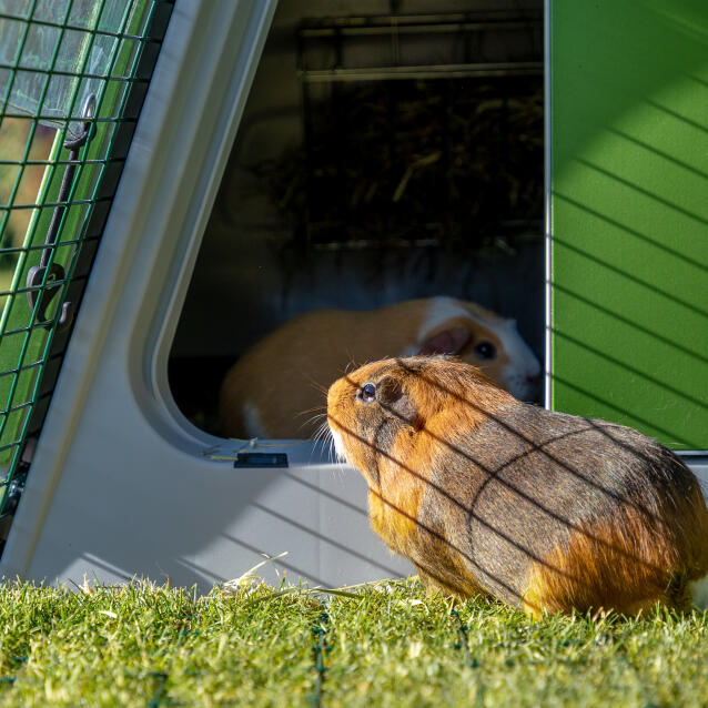 Close up van cavia met gezicht naar de ingang van het hok, in de ren van het hok Eglu Go .