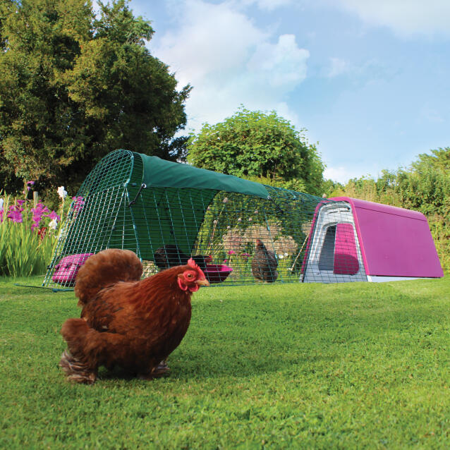 Een Eglu Go kippenhok met ren in een tuin met drie kippen