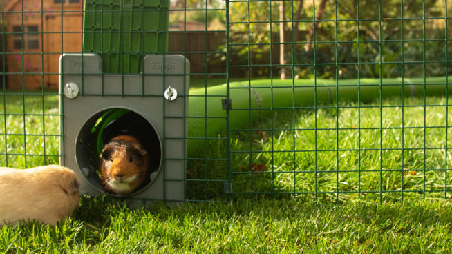 Zippi tunnelsysteem voor cavia's