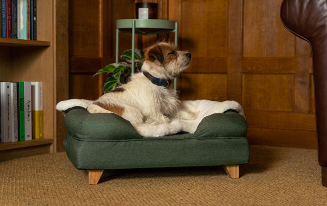 Terriër op groen bolster bed met schapenvacht deken